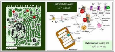 Mode of Action of Farnesol, the “Noble Unknown” in Particular in Ca2+ Homeostasis, and Its Juvenile Hormone-Esters in Evolutionary Retrospect